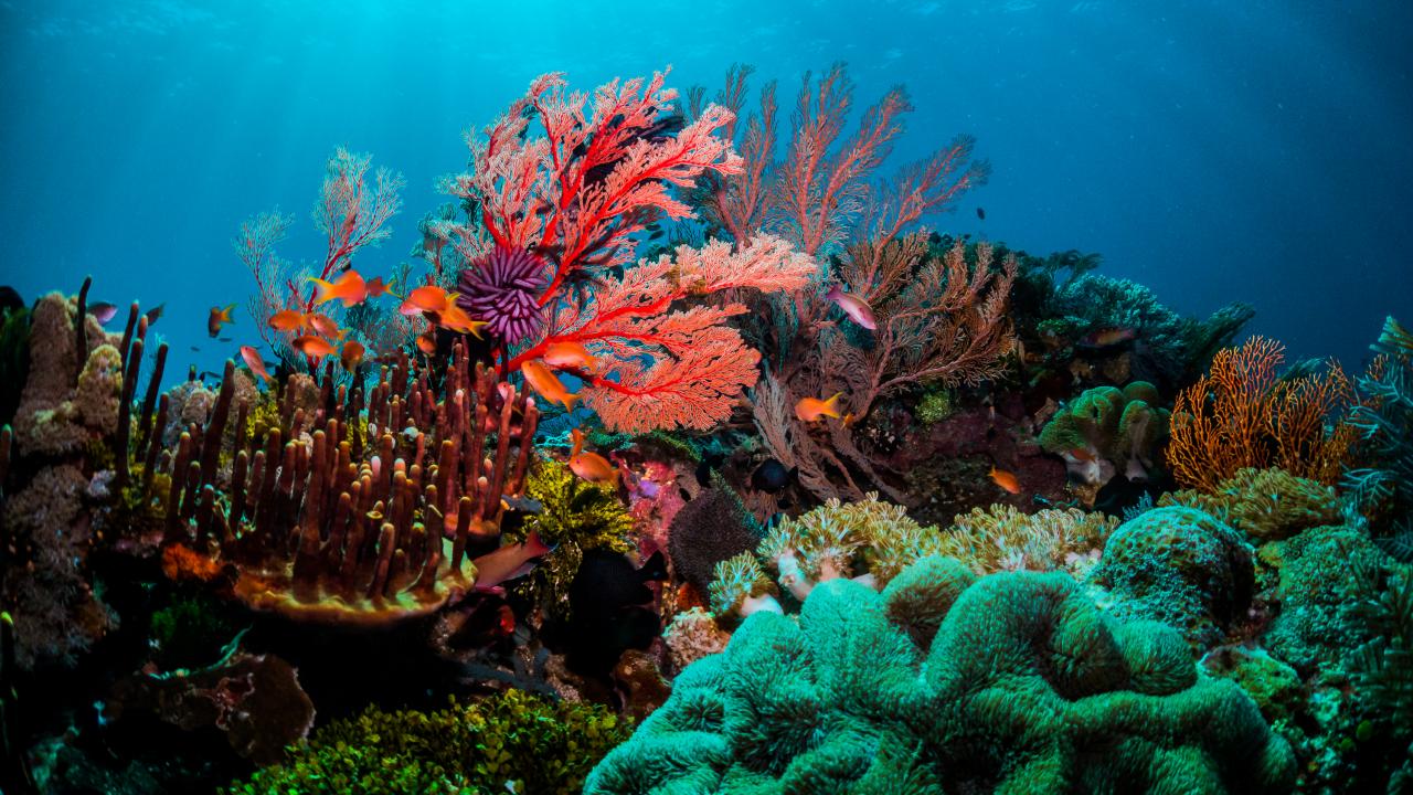 Great Barrier Reef
